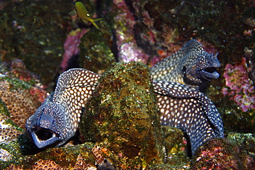 Moray eels (Muraena pavonina), St. Peter and St. Paul's rocks, Brazil, South America