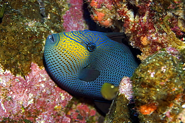 Black durgon (Melichthys niger), St. Peter and St. Paul's rocks, Brazil, South America