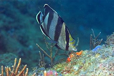 Banded butterflyfish (Chaetodon striatus) foraging, Ilha Escalvada, Guarapari, Espirito Santo, Brazil, South America