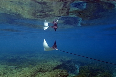 Spotted eagle ray (Aetobatus narinari) swimming close to surface, Fernando de Noronha, Pernambuco, Brazil, South America