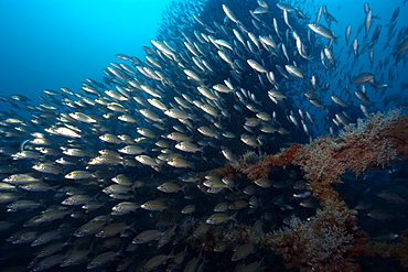 Tomtate grunts (Haemulon aurolineatum) schooling, Victory shipwreck, Guarapari, Espirito Santo, Brazil, South America