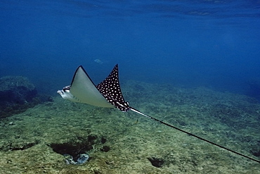 Spotted eagle ray (Aetobatus narinari), Fernando de Noronha, Pernambuco, Brazil, South America