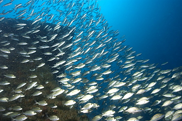 Tomtates (Haemulon aurolineatum) schooling, Victory shipwreck, Guarapari, Espirito Santo, Brazil, South America