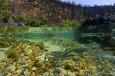 Shallow tide pool, split level, Fernando de Noronha, Pernambuco, Brazil, South America