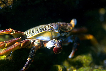 Red rock crab (Grapsus grapsus), St. Peter and St. Paul's rocks, Brazil, South America