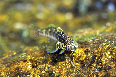 Blenny (Entomacrodus vomerinus), St. Peter and St. Paul's rocks, Brazil, South America