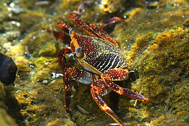 Red rock crab (Grapsus grapsus), St. Peter and St. Paul's rocks, Brazil, South America