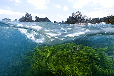 Split image of rocks and  green algae (Caulerpa racemosa),  St. Peter and St. Paul's rocks, Brazil, South America