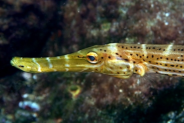 Trumpetfish (Aulostomus strigosus), head close up, St. Peter and St. Paul's rocks, Brazil, South America