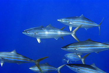 Rainbow runner (Elagatis bipinnulata), schooling, St. Peter and St. Paul's rocks, Brazil, South America