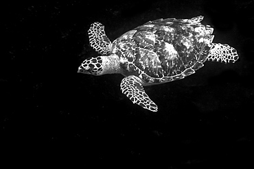 Hawksbill turtle (Eretmochelys imbricata), St. Peter and St. Paul's rocks, Brazil, South America