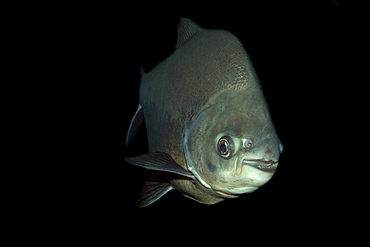 Black tambaqui (Colossoma macropomum), Manaus, Amazonas, Brazil, South America