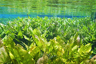 Freshwater plants in national freshwater spring preserve, Aquario natural, Bonito, Mato Grosso do Sul, Brazil, South America