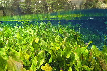 Freshwater plants and riverside trees in national freshwater spring preserve, Aquario natural, Bonito, Mato Grosso do Sul, Brazil, South America