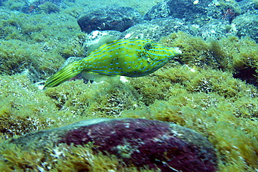 Scrawled filefish (Aluterus scriptus), Ressurreta, Fernando de Noronha national marine sanctuary, Pernambuco, Brazil, South America