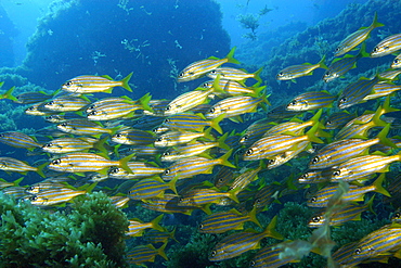 School of smallmouth grunts (Haemulon chrysargyreum), Ressurreta, Fernando de Noronha national marine sanctuary, Pernambuco, Brazil, South America