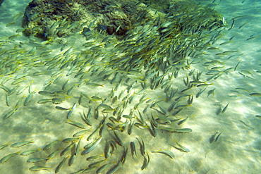 School of smallmouth grunts (Haemulon chrysargyreum) in Sancho's Beach, Fernando de Noronha national marine sanctuary, Pernambuco, Brazil, South America