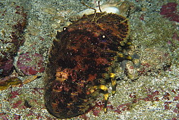 Slipper lobster at night, Ponta da Sapata, Fernando de Noronha national marine sanctuary, Pernambuco, Brazil, South America