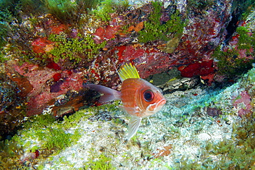 Squirrelfish (Holocentrus adscencionis), Caieiras, Fernando de Noronha national marine sanctuary, Pernambuco, Brazil, South America