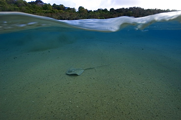 Split image of Southern Stingray (Dasyatis americana) and beach, Fernando de Noronha, Pernambuco, Brazil, South America