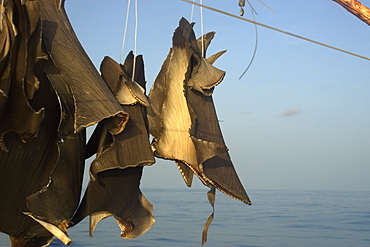 Shark fins sun-drying on commercial fishing vessel, Brazil, South America