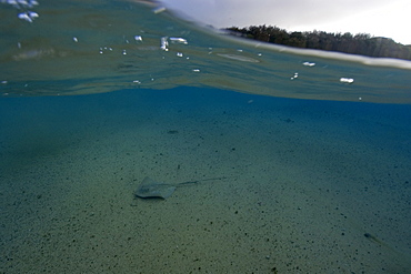 Split image of Southern Stingray (Dasyatis americana) and beach, Fernando de Noronha, UNESCO World Heritage Site, Pernambuco, Brazil, South America