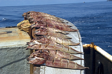 Fish drying in the sun onboard commercial fishing vessel, St. Peter and St. Paul's rocks, Brazil, South America