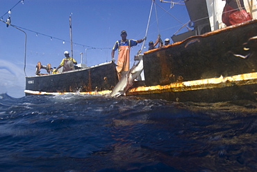 Fishermen capture great hammerhead shark (Sphyrna mokarran), offshore commercial longline shark fishing, Brazil, South America