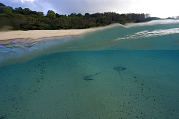 Split image of two Southern Stingrays (Dasyatis americana) and beach, Fernando de Noronha, Pernambuco, Brazil, South America