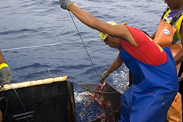 Fisherman inserts metal rod through the spine to rapidly sacrifice silky shark (Carcharhinus falcifomes), offshore commercial longline shark fishing, Brazil, South America