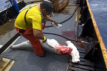 Fishermen fins great hammerhead shark (Sphyrna mokarran), offshore commercial longline shark fishing, Brazil, South America