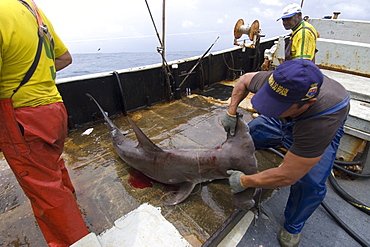 Fishermen captures great hammerhead shark (Sphyrna mokarran), offshore commercial longline shark fishing, Brazil, South America