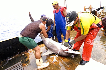 Fishermen captures great hammerhead shark (Sphyrna mokarran), offshore commercial longline shark fishing, Brazil, South America