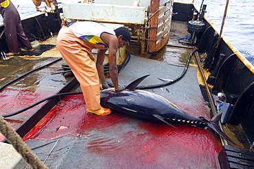 Fishermen cuts yellowfin tuna (Thunnus albacares), offshore commercial longline tuna fishing, Brazil, South America