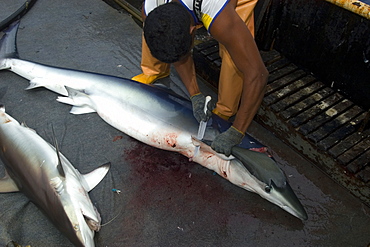 Fisherman fins silky shark (Carcharhinus falcifomes) and blue shark (Prionace glauca), offshore commercial longline shark fishing, Brazil, South America