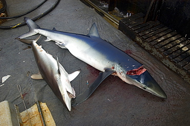 Dead silky shark (Carcharhinus falcifomes) and blue shark (Prionace glauca), offshore commercial longline shark fishing, Brazil, South America