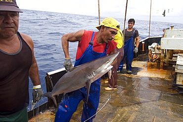 Capture of silky shark (Carcharhinus falcifomes), offshore commercial longline shark fishing, Brazil, South America