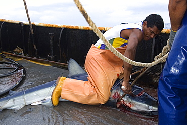 Sacrifice of blue shark (Prionace glauca), offshore commercial longline shark fishing, Brazil, South America