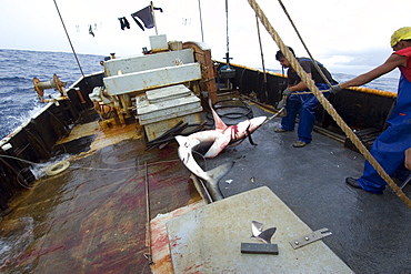 Capture of blue shark (Prionace glauca), offshore commercial longline shark fishing, Brazil, South America