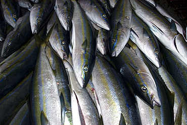 Rainbow runners, offshore commercial longline tuna fishing, Brazil, South America