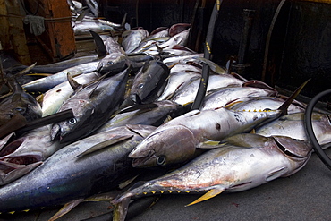 Rainbow runners, offshore commercial longline tuna fishing, Brazil, South America