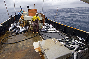 Rainbow runners, offshore commercial longline tuna fishing, Brazil, South America