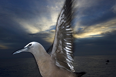 Brown noddies (Anous stolidus) at dusk, St. Peter and St. Paul's rocks, Brazil, South America