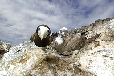 Brown boobies (Sula leucogaster) adult and chick defending nest, St. Peter and St. Paul's rocks, Brazil, South America