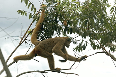 Northern muriqui (Brachyteles hypoxanthus), the largest monkey of the Americas and critically endangered, Feliciano Abdalla Private Reserve, Caratinga, Minas Gerais, Brazil, South America