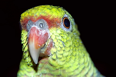 Vinaceous Amazon (Amazona vinacea), a parrot critically endangered found only in the South American Atlantic Forest, Feliciano Abdalla Private Reserve, Caratinga, Minas Gerais, Brazil, South America