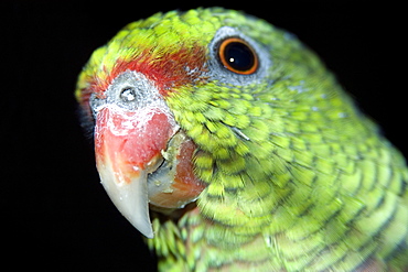 Vinaceous Amazon (Amazona vinacea), a parrot critically endangered found only in the South American Atlantic Forest, Feliciano Abdalla Private Reserve, Caratinga, Minas Gerais, Brazil, South America