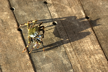 Red rock crab (Grapsus grapsus) and shadow, St. Peter and St. Paul's rocks, Brazil, South America