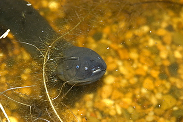 South American lungfish (Lepidosiren paradoxa), Mamiraua sustainable development reserve, Amazonas, Brazil, South America