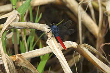 Flame-tailed pondhawk (Erythemis peruviana), Amazonas, Brazil, South America